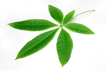 leaf of pachira