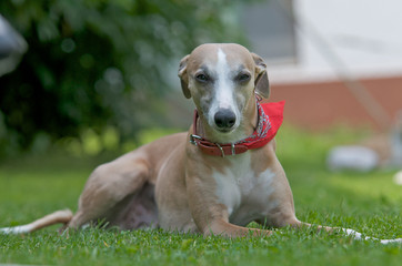 Hund mit Halstuch