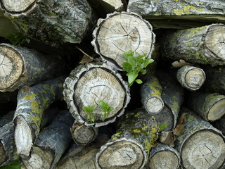Brennholz © Conny