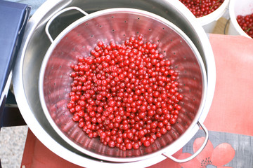 a fresh ripe guelder-rose