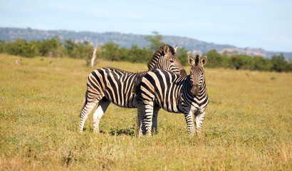 Naklejka premium Zebras