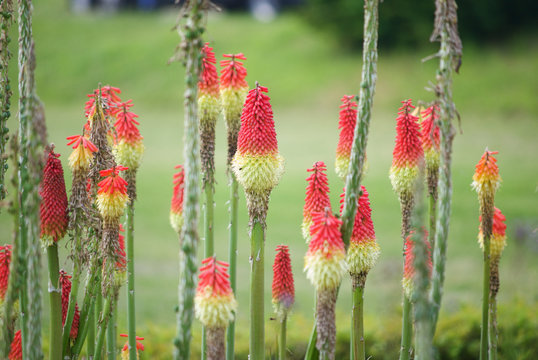 トリトマ の画像 62 件の Stock 写真 ベクターおよびビデオ Adobe Stock