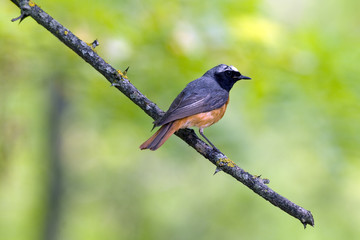 Redstart