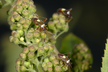 closterotomus biclavatus
