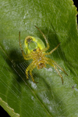 araniella cucurbitina