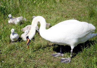 Swan family  feed  on meadow