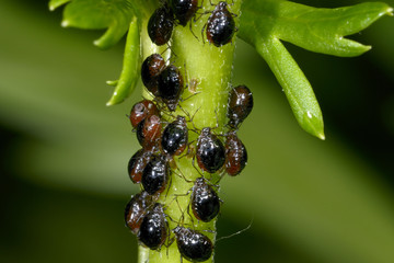 aphis fabae, black bean aphid