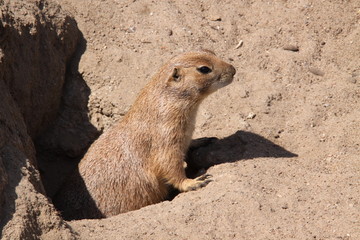 Süßer Präriehund in Nahaufnahme
