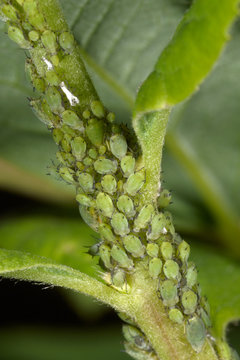 Aphididae, Aphidoidea