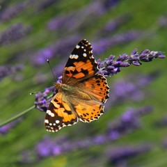 Belle dame