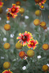 beautiful summer flowers