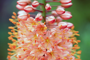 Foxtail lily - Steppenkerze © Konstanze Gruber