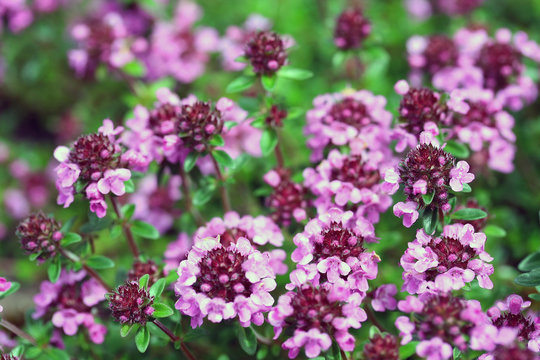 Thymian - wild thyme