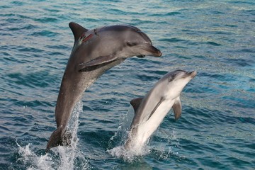 Dolphin Bow Jump