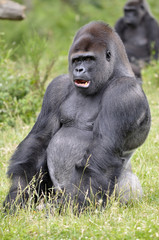 Gorille 