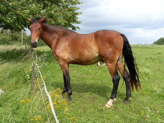 Fototapeta premium cheval 1