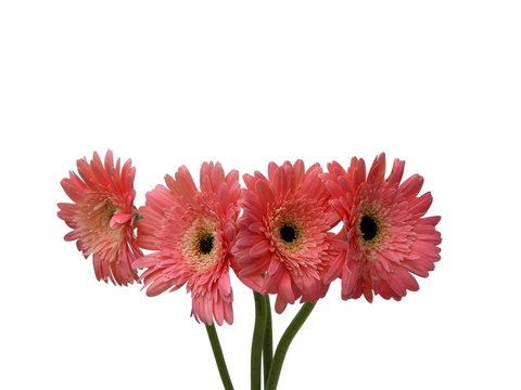 fleurs