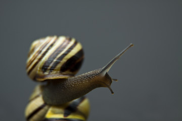Curios snail