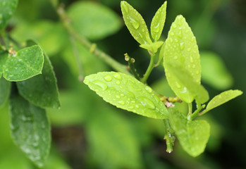 feuilles de citronnier