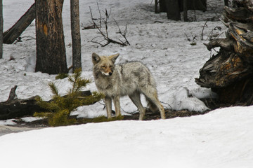 Obraz premium Coyote