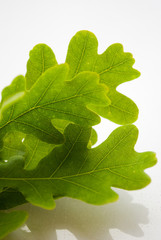 oak