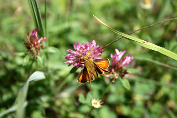 Dickkopffalter auf Klee