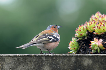 Buchfink mit Hauswurz