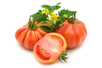 bio fresh tomatoes on white background