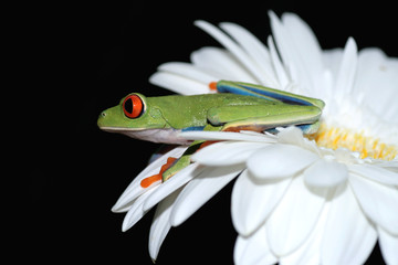 Obraz premium red eyed tree frog
