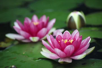 Photo sur Plexiglas Nénuphars Seerosen - water lilies 1