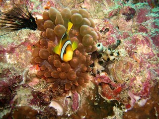 Pesce pagliaccio Oman