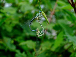 Libellen Liebesspiel