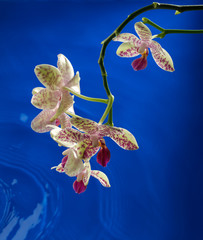 orchidea © MAURO
