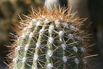 Cactus