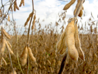 Soy bean field