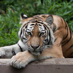 Obraz premium Tiger Eyes