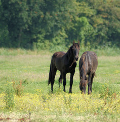 Fototapeta premium Two one year old frysian horses