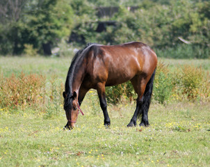 Obraz premium Quietly eating on the grasland