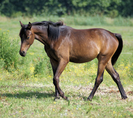 One year old foal on grasland
