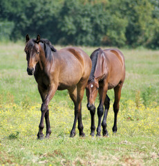 Racehorse and racehorse walking together