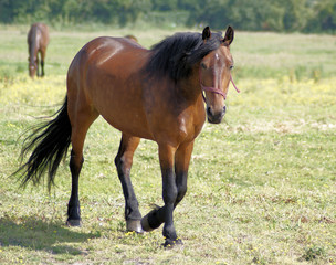 Walking towards the camera