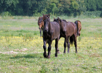 Obraz premium Young Frysian horses