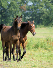 Two oneyear old horses on the grasland