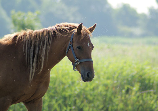 Brown horse covered with fly s