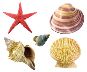 Beach souvenirs kit