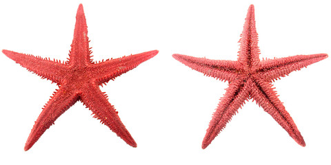 Starfish