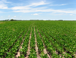 Obraz premium Soya crop