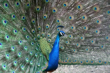 Obraz premium Peacock