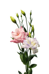 Pink and purple lisianthus flowers  isolated on white background