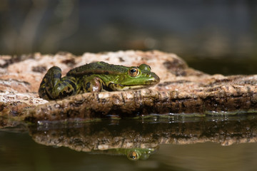 Teichfrosch auf Kork